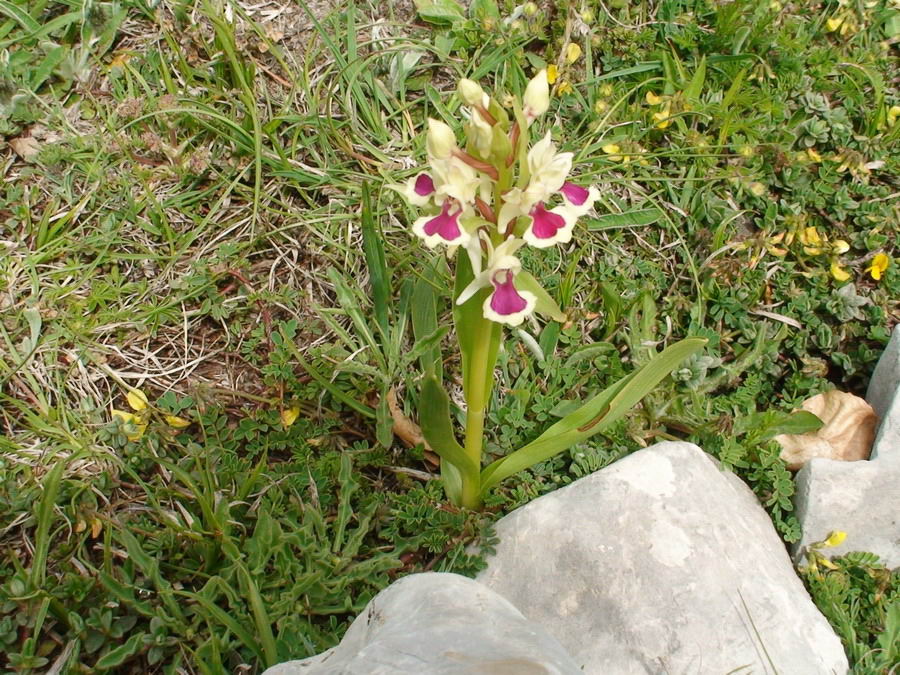 Dactylorhiza sambucina  (ipercromia )